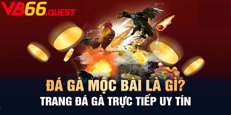 Tìm hiểu về hình thức đá gà Mộc Bài