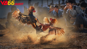 Những lưu ý khi tham gia đá gà Mộc Bài cần nắm