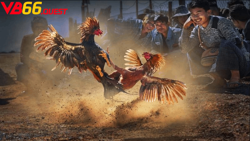 Những lưu ý khi tham gia đá gà Mộc Bài cần nắm